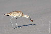 Image of: Catoptrophorus semipalmatus (willet)