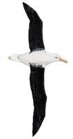 Image of: Diomedea epomophora (royal albatross)