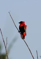 Image of: Euplectes franciscanus (northern red bishop)