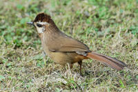Image of: Garrulax sannio (white-browed laughingthrush)