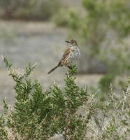 Image of: Oreoscoptes montanus (sage thrasher)