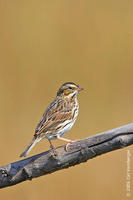 Image of: Passerculus sandwichensis (savannah sparrow)