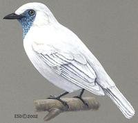 Image of: Procnias nudicollis (bare-throated bellbird)