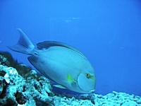 Naso vlamingii - Bignose unicornfish