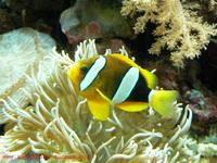 Amphiprion bicinctus - Threebanded Anemonefish