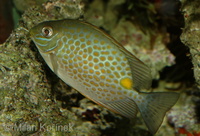 Siganus guttatus - Deepbody Spinefoot