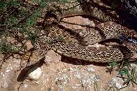 Pituophis catenifer sayi - Bullsnake