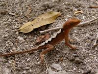 Sauria - lizards