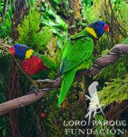 Rainbow Lorikeet - Trichoglossus haematodus