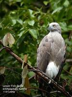 Lesser Fish Eagle - Ichthyophaga humilis