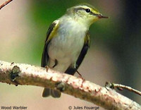 Wood Warbler - Phylloscopus sibilatrix