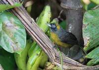 Dusky-faced Tanager (Mitrospingus cassinii) photo