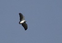 Black-chested Buzzard-Eagle - Geranoaetus melanoleucus