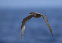 Flesh-footed Shearwater (Puffinus carneipes) photo