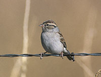 Chipping Sparrow (Spizella passerina) photo