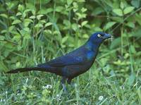 Common Grackle (Quiscalus quiscula) photo