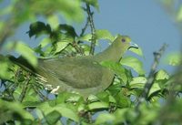 Whistling (Formosan) Green-Pigeon (Treron formosae) photo