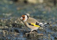 European Goldfinch (Carduelis carduelis) photo