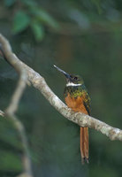 Rufous-tailed Jacamar (Galbula ruficauda) photo