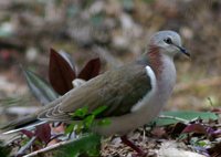 Caribbean Dove - Leptotila jamaicensis