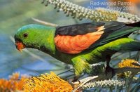 Red-winged Parrot - Aprosmictus erythropterus