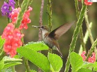 Snowcap - Microchera albocoronata