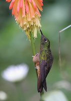 Chestnut-breasted Coronet - Boissonneaua matthewsii