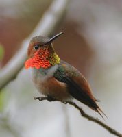 Allen's Hummingbird - Selasphorus sasin