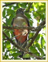 Mountain Trogon - Trogon mexicanus