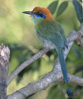 Russet-crowned Motmot - Momotus mexicanus