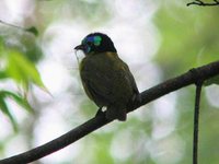 Schlegel's Asity - Philepitta schlegeli