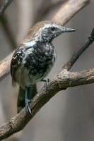 Rusty-backed Antwren - Formicivora rufa