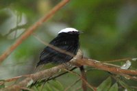 White-crowned Manakin - Dixiphia pipra