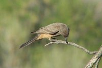 Say's Phoebe - Sayornis saya