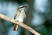 Streaked Flycatcher - Myiodynastes maculatus