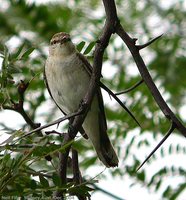 White-winged Triller - Lalage tricolor