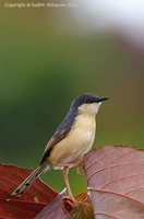 Ashy Prinia - Prinia socialis