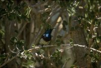 Souimanga Sunbird - Cinnyris souimanga