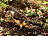 Southern Boubou - Laniarius ferrugineus