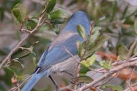 Florida Scrub-Jay - Aphelocoma coerulescens