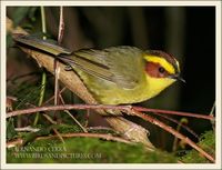 Golden-browed Warbler - Basileuterus belli