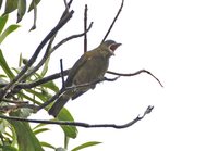 Ochre-breasted Tanager - Chlorothraupis stolzmanni