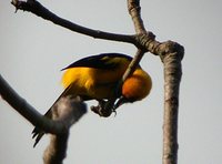 Yellow-tailed Oriole - Icterus mesomelas