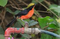 Yellow-crowned Gonolek - Laniarius barbarus