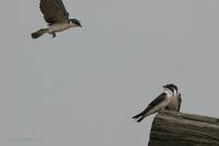 *NEW* White-rumped Swallow