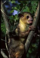 Young Kinkajou (Potos flavus)