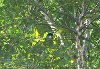 Masked Tanager