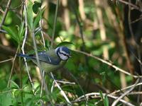 Chapim azul - Cyanistes caeruleus (Parus caeruleus) - Blue Tit