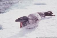 Leopard Seal