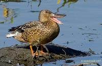 Northern Shoveler Anas clypeata